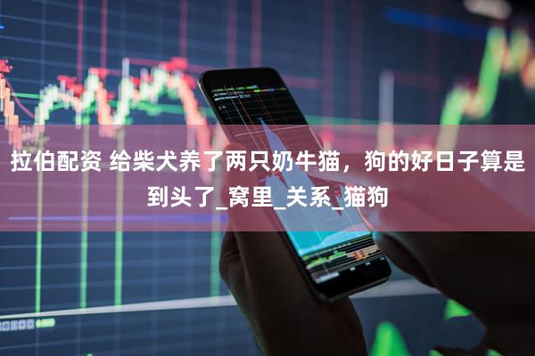 拉伯配资 给柴犬养了两只奶牛猫，狗的好日子算是到头了_窝里_关系_猫狗